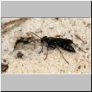 Pompilus cinereus - Wegwespe w36 10mm geschaedigtes Weibchen.jpg